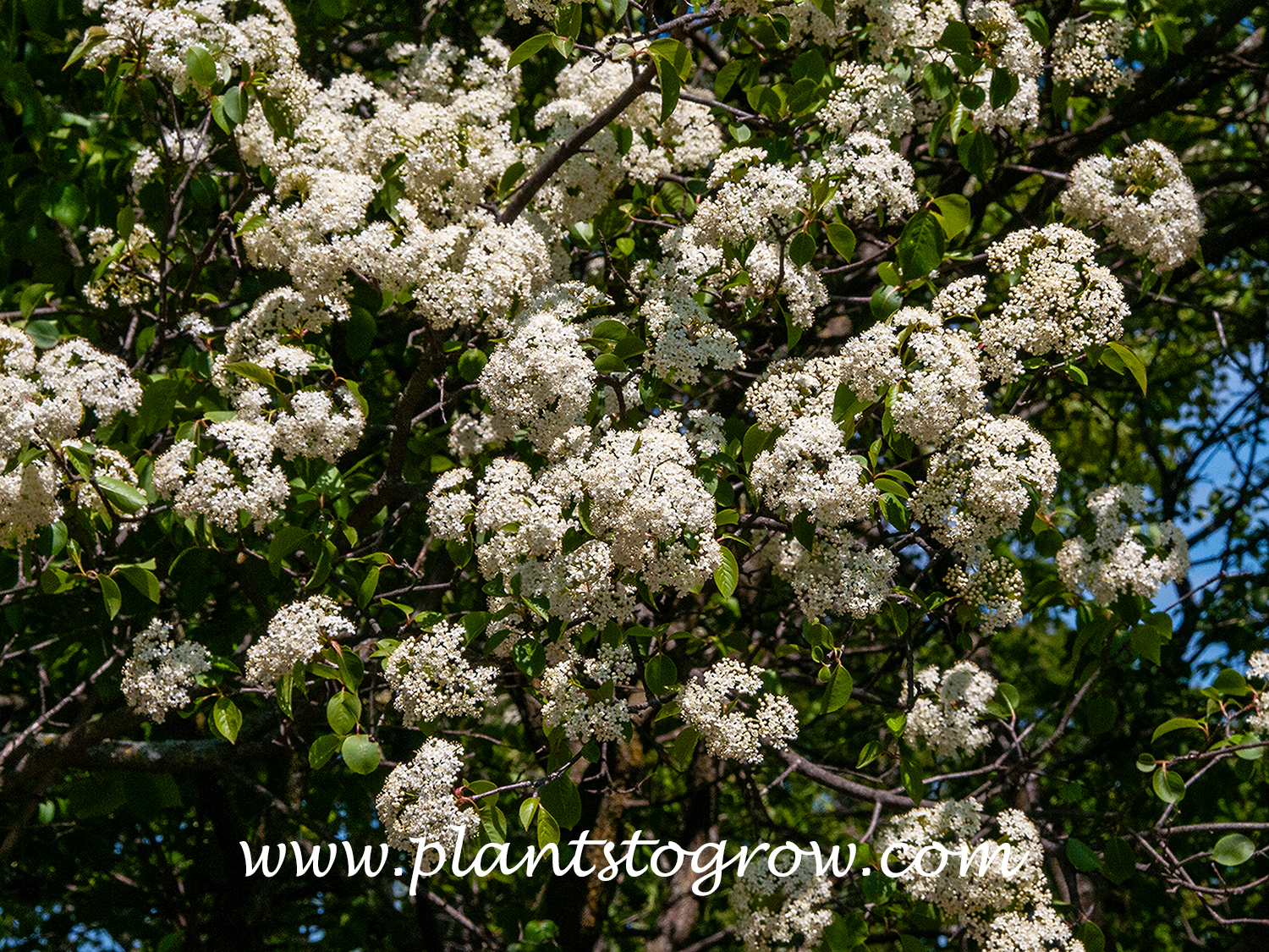 Jacks Viburnum (Viburnum x Jackii)